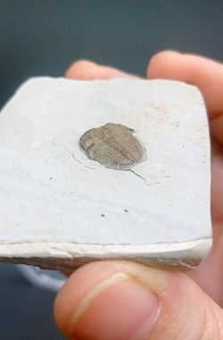Elrathia kingi (individuo completo)