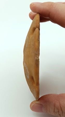 Encope borealis