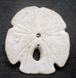 Encope Macrophora Tamiamiensis