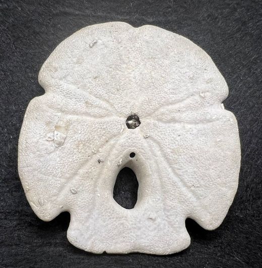 Encope Macrophora Tamiamiensis