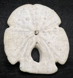 Encope Macrophora Tamiamiensis