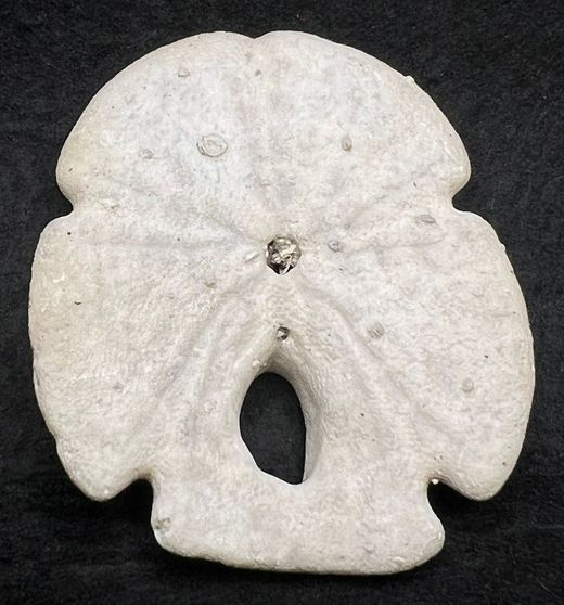 Encope Macrophora Tamiamiensis