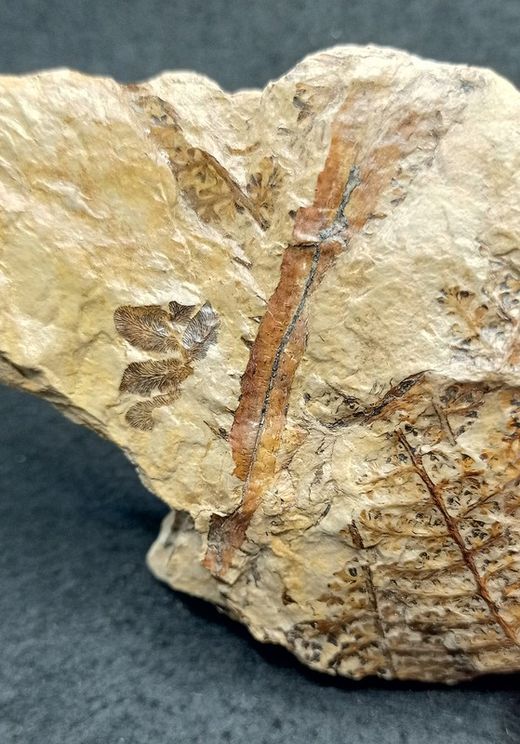 Helecho fósil - Eosphenopteris sp.