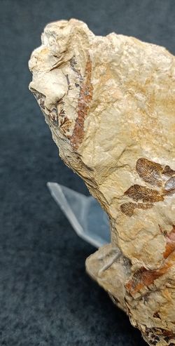 Helecho fósil - Eosphenopteris sp.