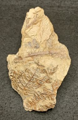 Helecho fósil - Eosphenopteris sp.