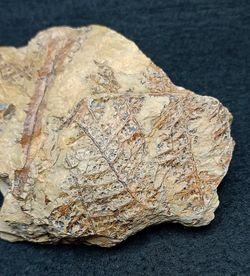 Helecho fósil - Eosphenopteris sp.