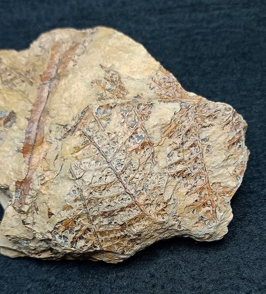 Helecho fósil - Eosphenopteris sp.