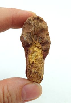 Epimayaites falcoides