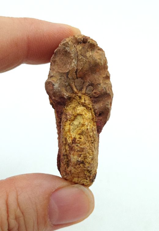 Epimayaites falcoides