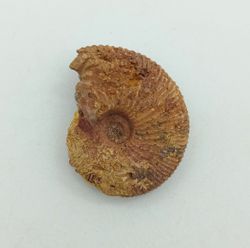 Epimayaites falcoides