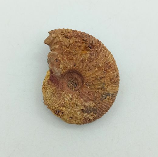 Epimayaites falcoides