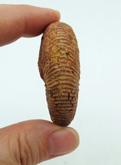 Epimayaites falcoides