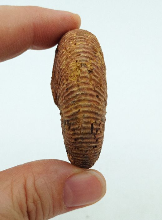Epimayaites falcoides