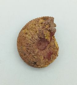 Epimayaites falcoides
