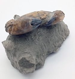 Eriphia cocchii (Fosil Cangrejo)