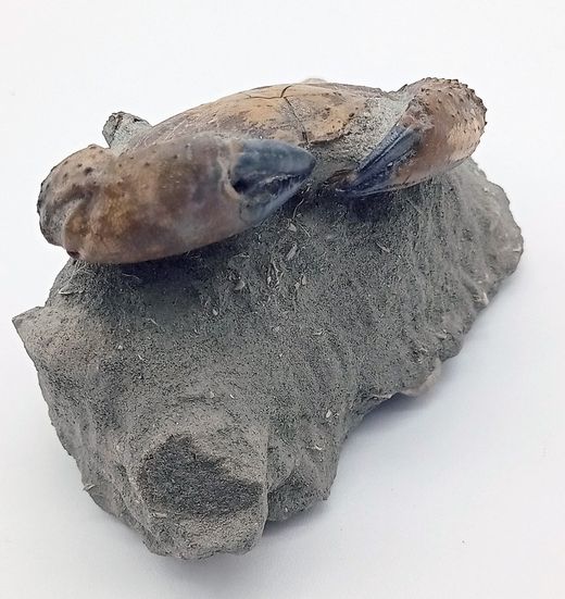 Eriphia cocchii (Fosil Cangrejo)