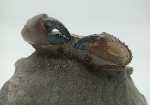 Eriphia cocchii (Fosil Cangrejo)