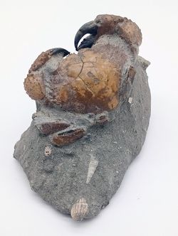 Eriphia cocchii (Fosil Cangrejo)
