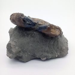 Eriphia cocchii (Fosil Cangrejo)