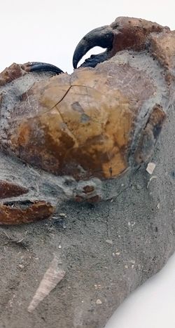 Eriphia cocchii (Fosil Cangrejo)