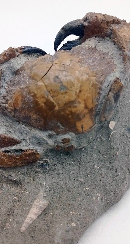 Eriphia cocchii (Fosil Cangrejo)