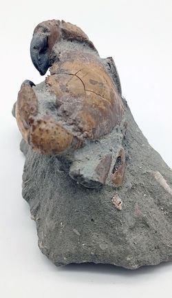Eriphia cocchii (Fosil Cangrejo)