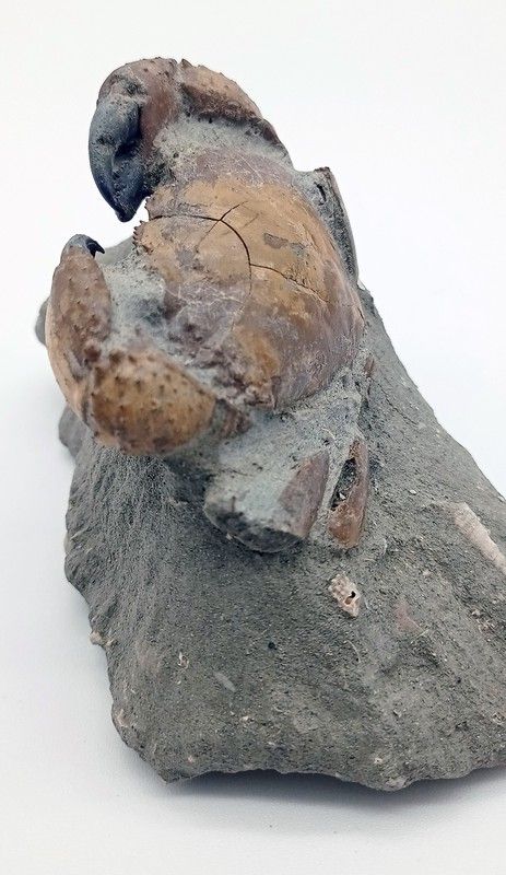Eriphia cocchii (Fosil Cangrejo)