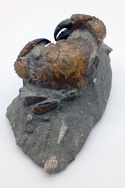 Eriphia cocchii (Fosil Cangrejo)