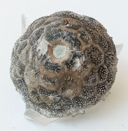 Eucalyptocrinus (crinoideo fósil)