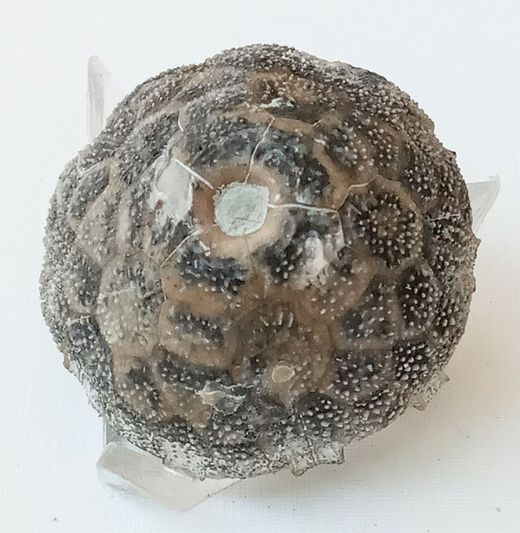 Eucalyptocrinus (crinoideo fósil)