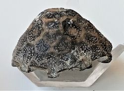 Eucalyptocrinus (crinoideo fósil)