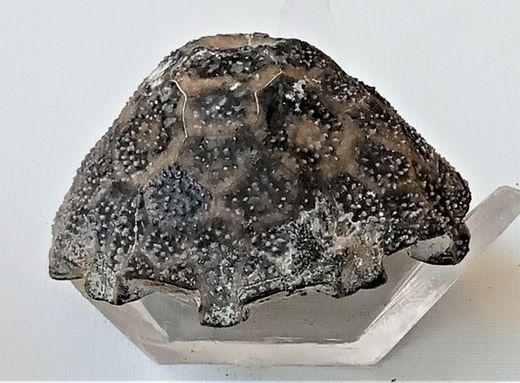 Eucalyptocrinus (crinoideo fósil)