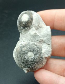 Eucalyptocrinus elrodi (Crinoideo)
