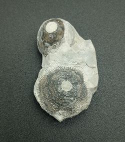 Eucalyptocrinus elrodi (Crinoideo)