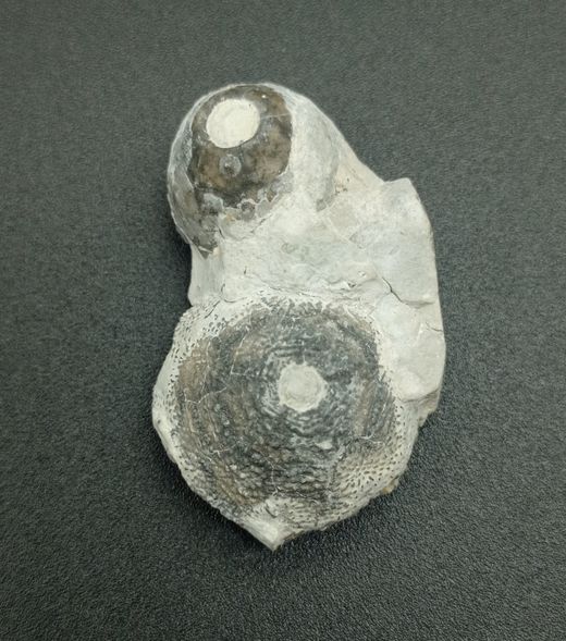 Eucalyptocrinus elrodi (Crinoideo)