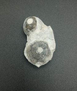 Eucalyptocrinus elrodi (Crinoideo)