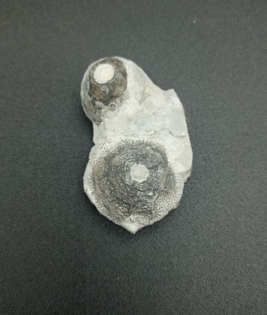 Eucalyptocrinus elrodi (Crinoideo)
