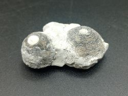 Eucalyptocrinus elrodi (Crinoideo)