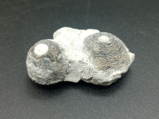 Eucalyptocrinus elrodi (Crinoideo)