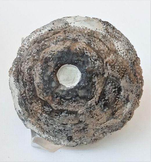 Eucalyptocrinus elrodi (fósil de crinoideo)