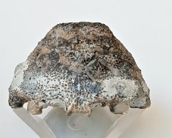Eucalyptocrinus elrodi (fósil de crinoideo)