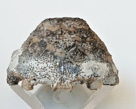 Eucalyptocrinus elrodi (fósil de crinoideo)