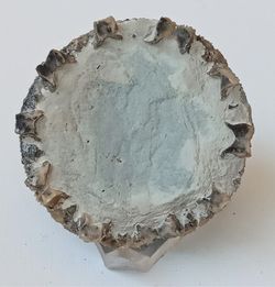 Eucalyptocrinus elrodi (fósil de crinoideo)