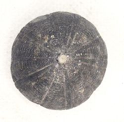 Eucosmus caraboeufi