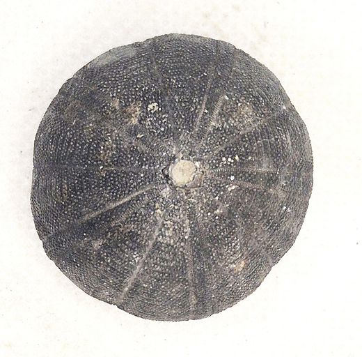 Eucosmus caraboeufi
