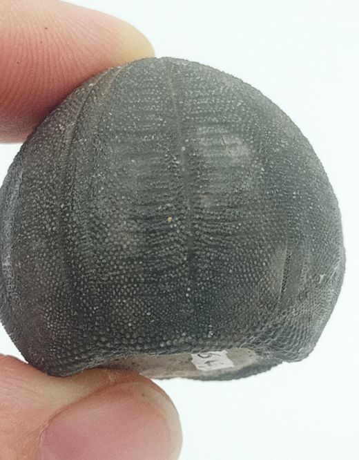 Eucosmus caraboeufi