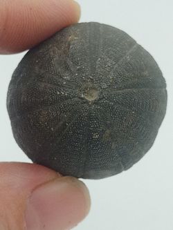 Eucosmus caraboeufi