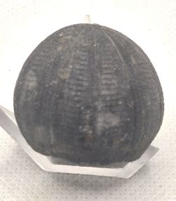Eucosmus caraboeufi