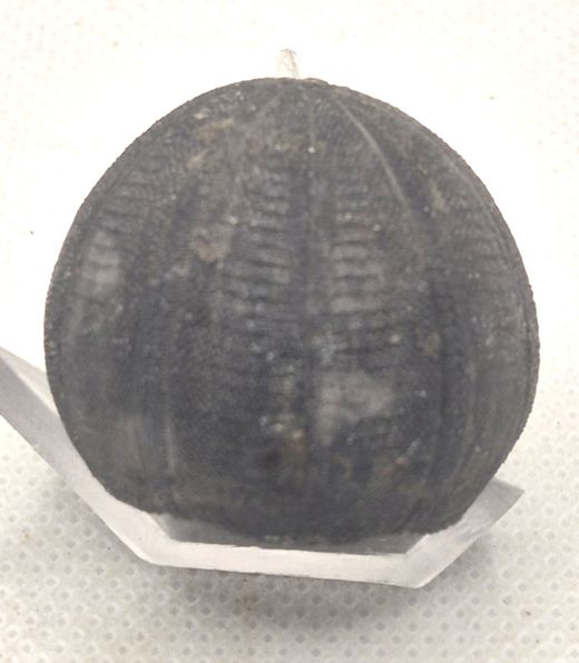 Eucosmus caraboeufi