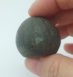 Eucosmus caraboeufi